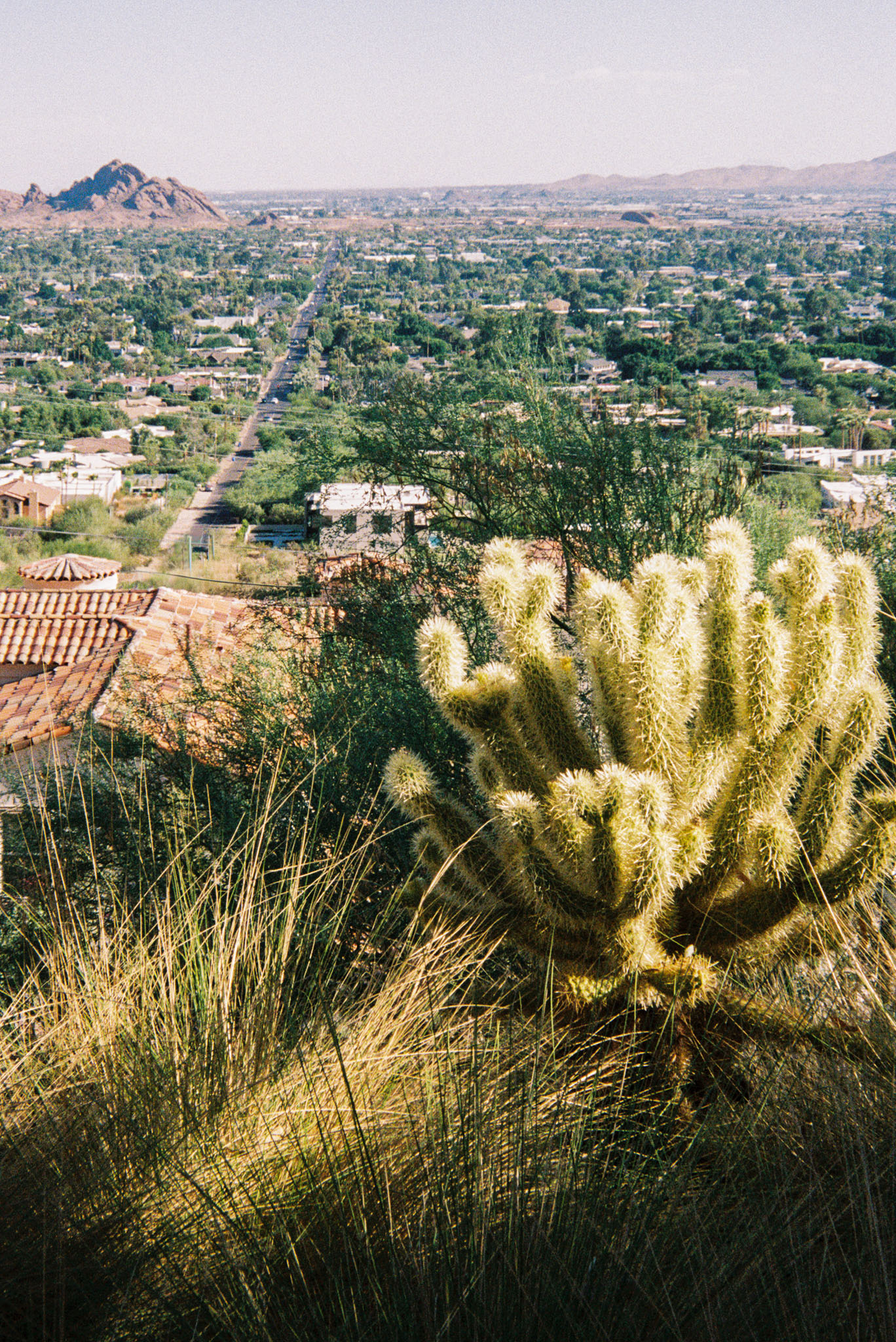 Phoenix cityscape viewed through desert cactus and grasses